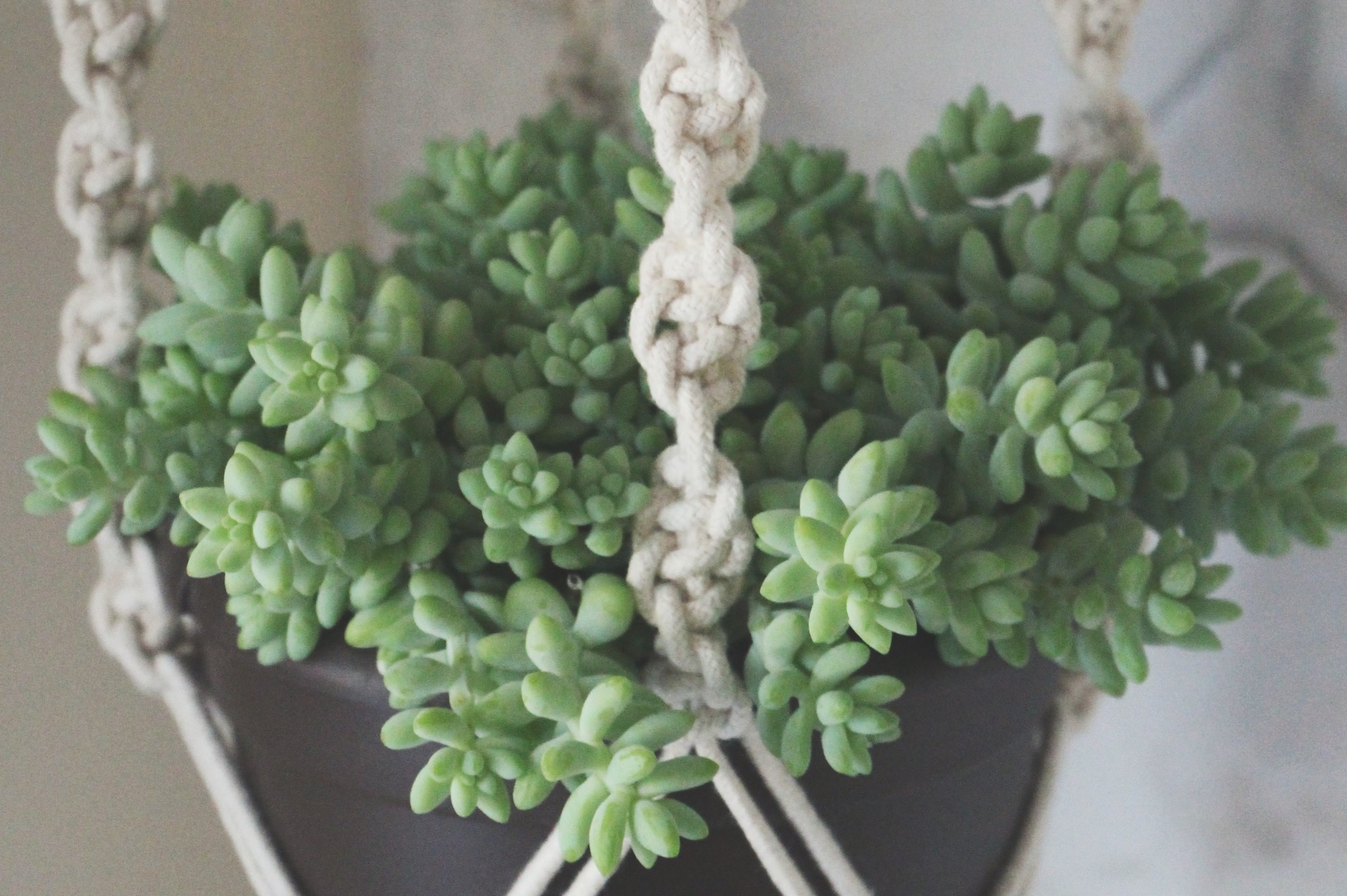 succulent in macrame plant hanger